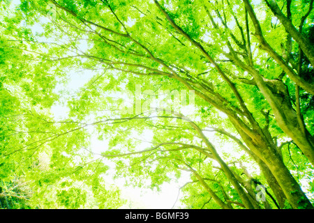 Große grüne Bäume Otsu Präfektur Shiga Japan Stockfoto