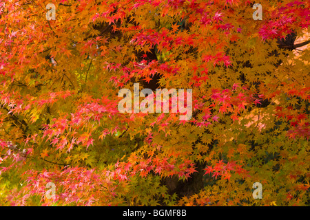 Rot und Orange Herbstliche Blätter auf den Bäumen Otsu Präfektur Shiga Japan Stockfoto