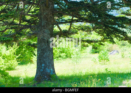 Tree in meadow Norikura Plateau Matsumoto Nagano Prefecture Japan Stockfoto
