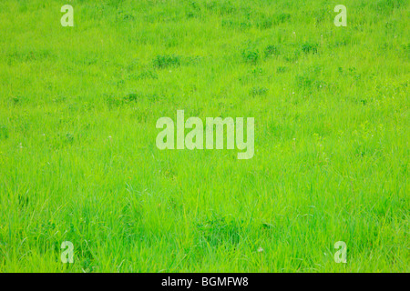 Green grass in meadow Stockfoto