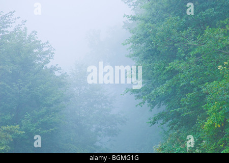 Nebel im Wald Norikura Plateau Matsumoto Präfektur Nagano Japan Stockfoto