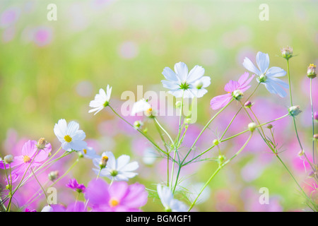 Cosmos Blumen Stockfoto