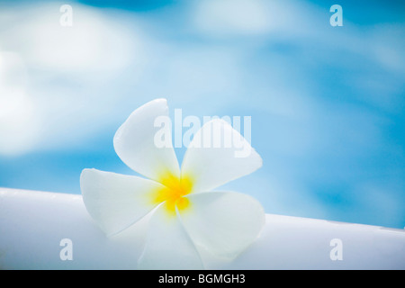 Weiße Tempel Baum Blume Stockfoto