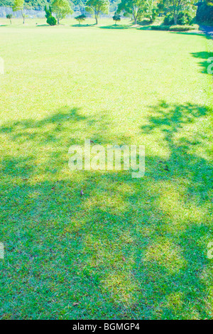 Schatten eines Baumes auf Gras. Omihachiman Präfektur Shiga Japan Stockfoto