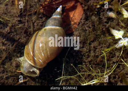 Großer Teich Schnecke Lymnaea Stagnalis UK Stockfoto, Bild 22582221