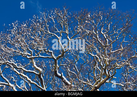 Spitze der Eiche (Quercus Robur) im Winterschnee England UK Stockfoto