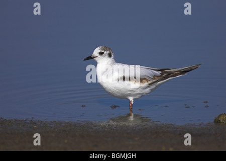 Kleine Möve Larus Minutus juvenile waten im seichten Wasser am Kalloni Salinen, Lesbos, Griechenland im Mai. Stockfoto