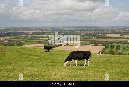 Weidevieh am Hang Stockfoto