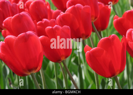 Rote Tulpen (Tulipa SP.) in den Niederlanden angebaut Stockfoto