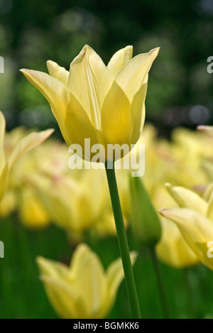Nahaufnahme eines kultivierten gelbe Tulpe (Tulipa SP.) in Holland, die Niederlande Stockfoto