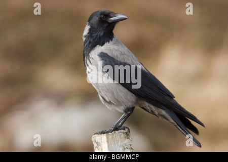 Mit Kapuze Krähe Corvus Cornix Erwachsenen thront auf einem Zaunpfahl Stockfoto