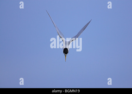 Wenig Tern Sterna Albifrons in steilen Tauchen stellen bei Kalloni Salinen, Lesbos, Griechenland im April. Stockfoto