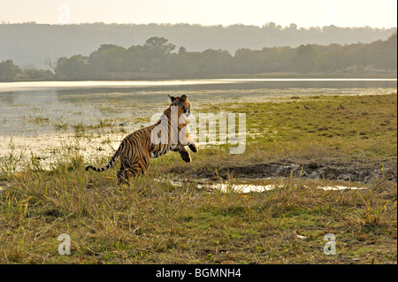 Tiger springen über eine Wasserstelle in Ranthambhore National Park bei Sonnenuntergang Stockfoto