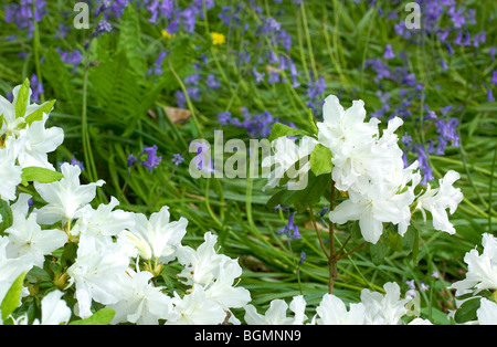 Eine weiße Azalee vor einige Glockenblumen, in einem Garten Stockfoto