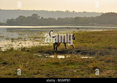 Tiger springen über eine Wasserstelle in Ranthambhore National Park bei Sonnenuntergang Stockfoto