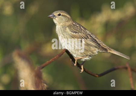 Spanisch Sparrow Passer Hispaniolensis weiblich thront auf Metall-Zaun in der Nähe von Kalloni, Lesbos, Griechenland im Mai. Stockfoto