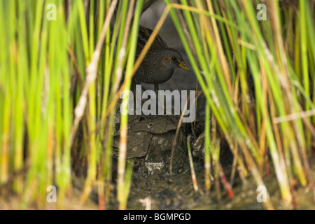 Spotted Crake Porzana Porzana lauern neben Schilf am Kalloni West River, Lesbos, Griechenland im April. Stockfoto