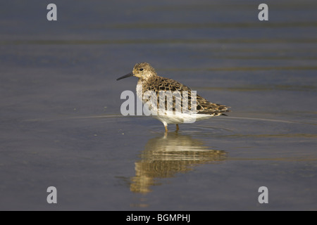 Kampfläufer Philomachus Pugnax weiblich waten im seichten Wasser für Nahrung zu Kalloni Salinen, Lesbos, Griechenland im April. Stockfoto