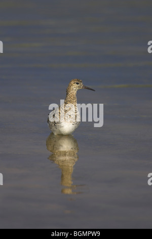 Kampfläufer Philomachus Pugnax weiblich waten im seichten Wasser für Nahrung zu Kalloni Salinen, Lesbos, Griechenland im April. Stockfoto