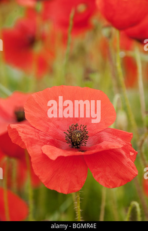 Einzelne Mohn in einem Feld nahe Wylye Wiltshire im Juni getroffen Stockfoto