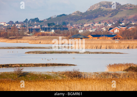 Blick über Conwy RSPB Reserve Küstenlagunen und Grünlandlebensraum. Llansanffraid Glan Conwy, Conwy, North Wales, Großbritannien Stockfoto