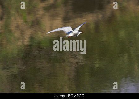 Weissbart Seeschwalbe-Chlidonias Hybridus im Flug über Wasser bei Kalloni East River, Lesbos, Griechenland im April. Stockfoto