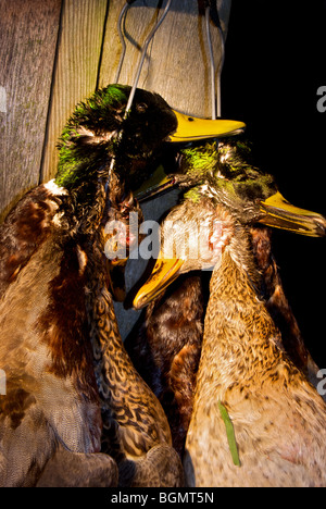 Gejagt von Toten Federwild Stockente Erpel und Weibchen Stockfoto