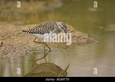 Wood Sandpiper Tringa Glareola tatenlos schlammigen Pool an Kalloni West River, Lesbos, Griechenland im April. Stockfoto