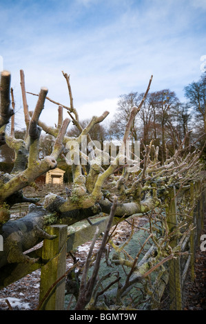 Espaliered Obstbäume im Winter im Painswick Rokoko Garden in The Cotswolds Stockfoto