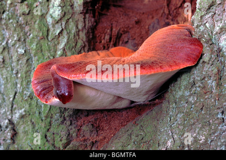 Beefsteak-Pilz / Beefsteak Polypore / Ochsenzunge (Fistulina Hepatica) wächst auf Baumstamm Stockfoto