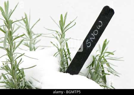 Lavendel Angustifolia im Schnee mit 'Schnee' Pflanze label Stockfoto