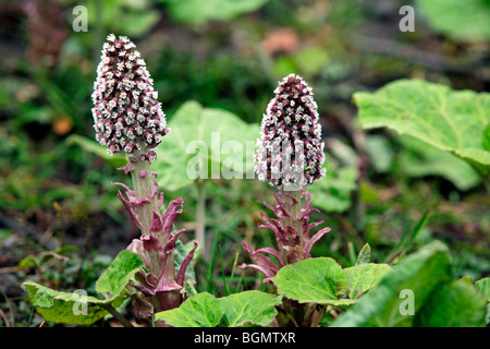 Gemeinsamen Pestwurz / Moor Rhabarber (Petasites Hybridus / Petasites Officinalis) in Blüte Stockfoto