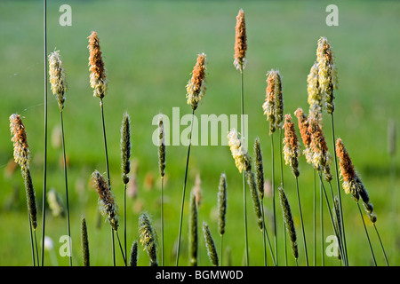 Wiesen-Fuchsschwanz (Alopecurus Pratensis) im Grünland, Belgien Stockfoto