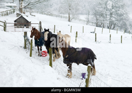 Pferde in einem Feld, während es, in der Nähe von Whiteshill in Cotswolds schneit Stockfoto