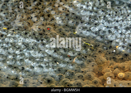 Gemeinsamen Frosch (Rana Temporaria) Frogspawn Klumpen im Teich Stockfoto