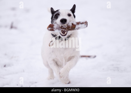 Jack Russell holen seinen Stock im Schnee Stockfoto