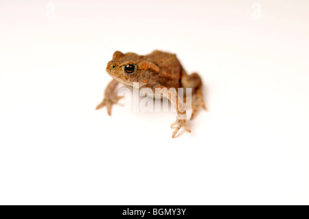 kleines Baby Kröte auf weißem Hintergrund Stockfoto