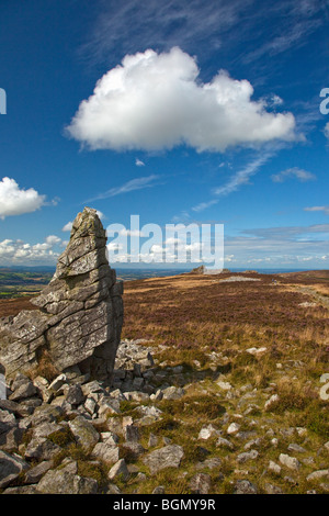 Lila Heidekraut auf Stiperstones August Sommersonne Shropshire Hügel England UK United Kingdom GB Großbritannien britische Inseln Stockfoto