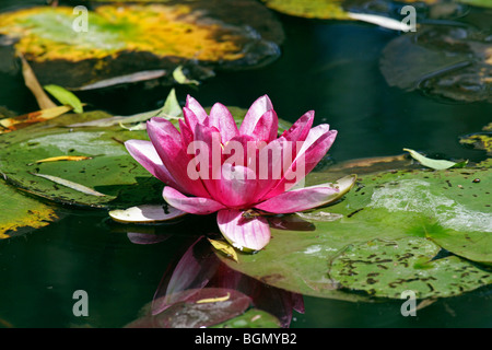 Seerose (Nymphaea SP.) in Blüte im Teich, Frankreich Stockfoto