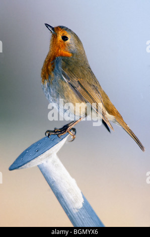 Robin (Erithacus Rubecula) thront auf Gießkanne stieg im Garten, Belgien Stockfoto