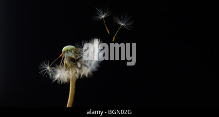 Löwenzahn Fuzz Stockfoto