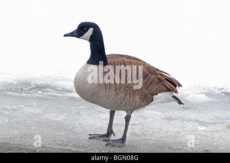 Eine Kanadagans stehend auf Eis Stockfoto