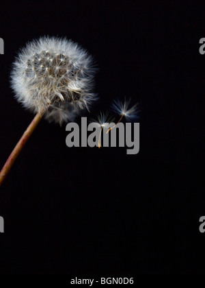 Löwenzahn Fuzz Stockfoto