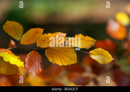 Blätter der Buche (Fagus Sylvaticus) in Herbstfarben, Deutschland Stockfoto