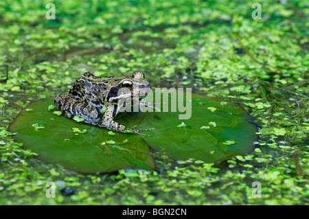 Europäische braune Grasfrosch (Rana Temporaria) sitzen auf Wasser Seerosenblatt unter Wasserlinsen im Teich Stockfoto