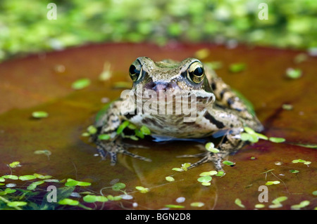 Europäische braune Grasfrosch (Rana Temporaria) sitzen auf Wasser Seerosenblatt unter Wasserlinsen im Teich Stockfoto