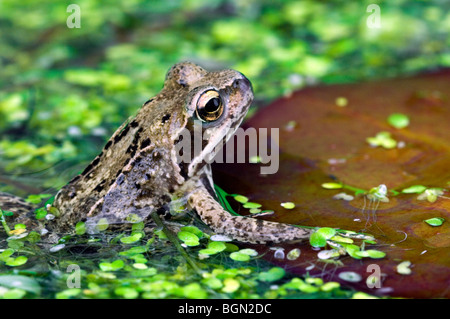 Europäische braune Grasfrosch (Rana Temporaria) sitzen auf Wasser Seerosenblatt unter Wasserlinsen im Teich Stockfoto