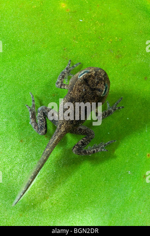 Gemeinsamen Frosch (Rana Temporaria) Froglet mit Gliedmaßen gut ausgebaut aber Rute nicht begonnen, um resorbiert werden verlässt das Wasser Stockfoto