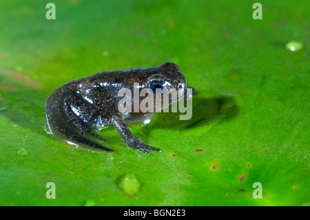 Gemeinsamen Frosch (Rana Temporaria) Froglet mit Gliedmaßen gut ausgebaut aber Rute nicht begonnen, um resorbiert werden verlässt das Wasser Stockfoto