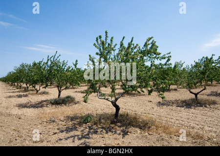 Obstgarten der Mandelbaum (Prunus Dulcis), Spanien Stockfoto